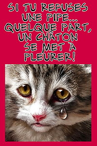 French Captions 187 RB Special BD et Animaux